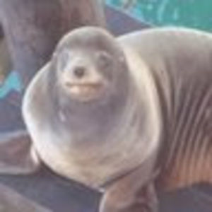 Meet your Posher, Natalie